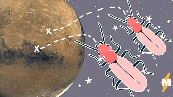 Nha khoa hoc My tim thay dau vet con trung tren sao Hoa?