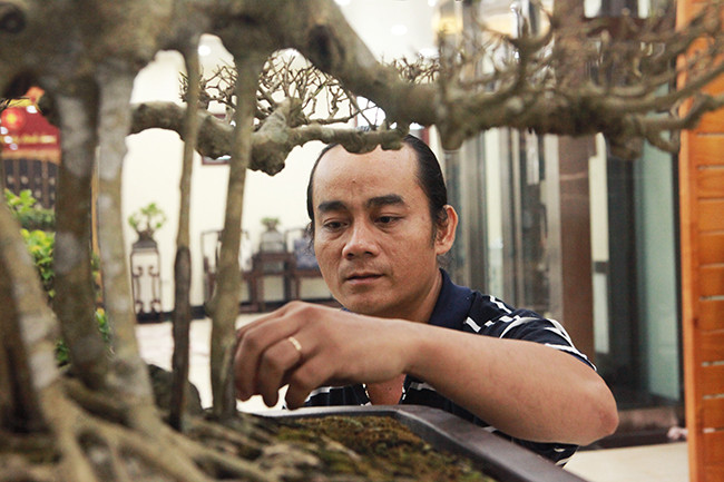 Bố cục của cây rất hài hòa, mang nét đặc trưng của sinh vật cảnh Việt Nam. Thân cây bóng (nước da) nhưng vẫn nổi u cục từ gốc lên đến cành đó là đặc điểm của dòng sanh quê