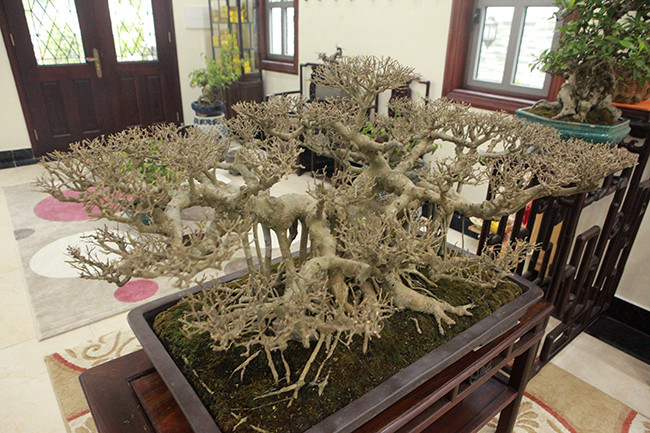 Mỗi tác phẩm nghệ thuật là cả một quá trình công phu chính vì vậy nhiều tác phẩm là vô giá. Tùy vào mắt nhìn, ý thích mỗi người mà cây có giá khác nhau, anh Tuyển cho biết.