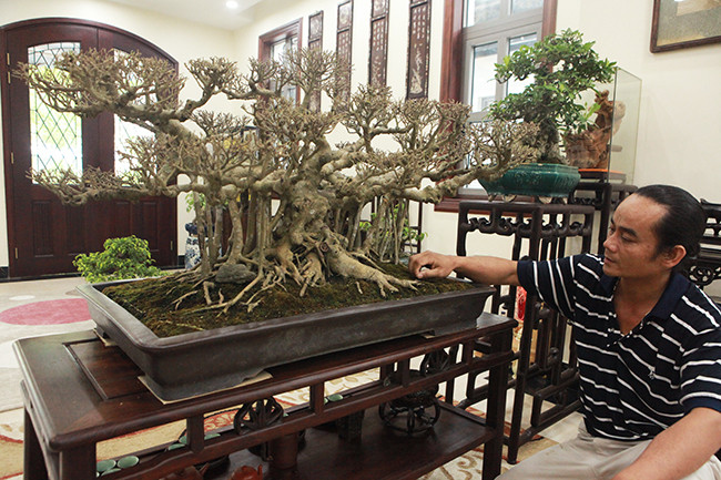 Cây cao 60cm, bông tán dài 80cm, bộ rễ dài 50cm rất thích hợp đặt trong những không gian nhỏ. Bộ rễ của cây mang dáng một cây cổ thụ, không quá to và rất vững chắc.