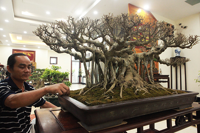 Cây có tuổi đời khoảng 40 năm và được trồng trong chậu từ nhỏ. Nhìn cây rất tự nhiên, ra dáng một cây cổ thụ siêu nhỏ.