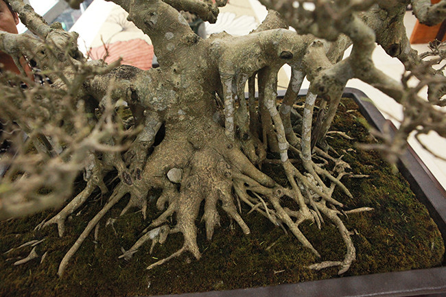 Bông tán, tay cành, chi, răm được làm rất tỷ mỉ, công phu. Theo anh Tuyển, điểm đặc biệt của cây sanh quê này là hoàn toàn tự nhiên, không cắt giật.