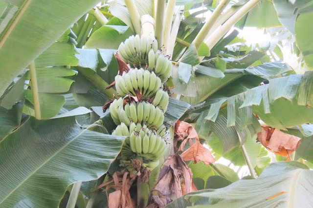 Combo 5 chiec la chuoi gia 1.168.000 dong gay choang vang