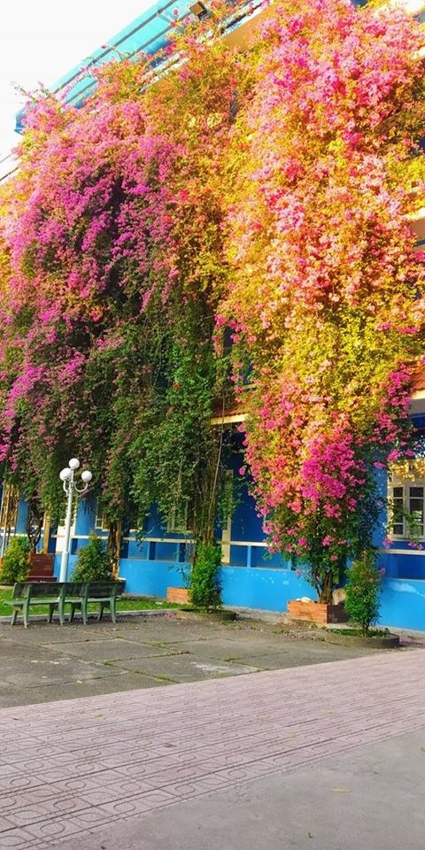 Ngam dan hoa dep me hon o 