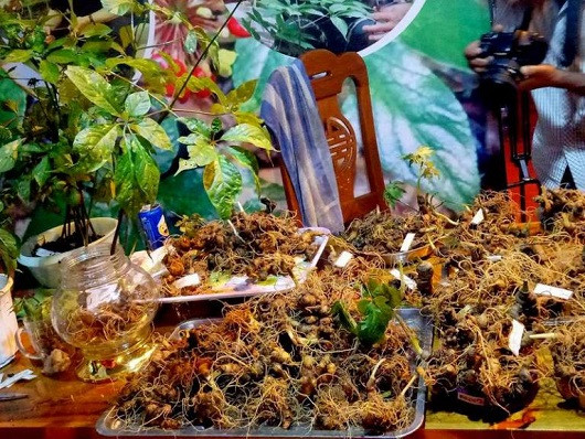 Mang 60kg sam Ngoc Linh ra cho ban, thu ngay 4 ty dong