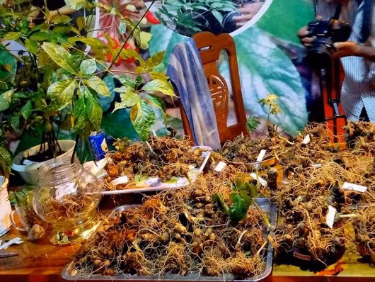 Mang 60kg sam Ngoc Linh ra cho ban, thu ngay 4 ty dong