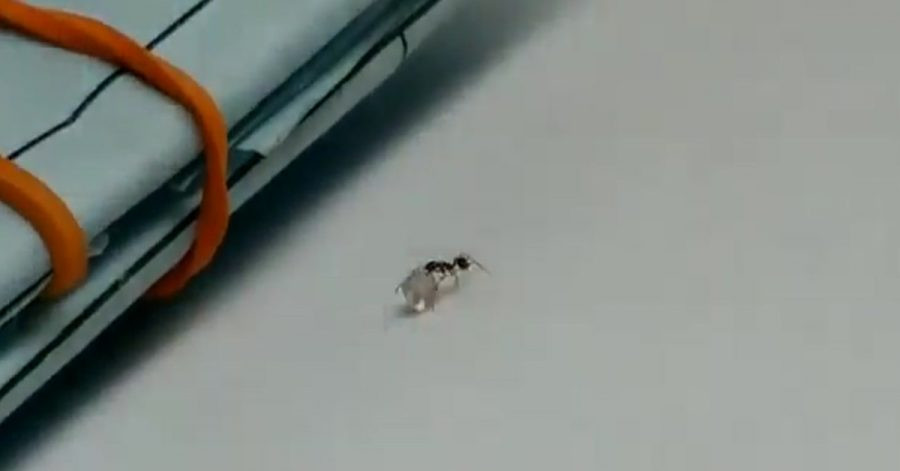 Nhung cau chuyen ky quac, hai huoc nhat nam 2018-Hinh-2