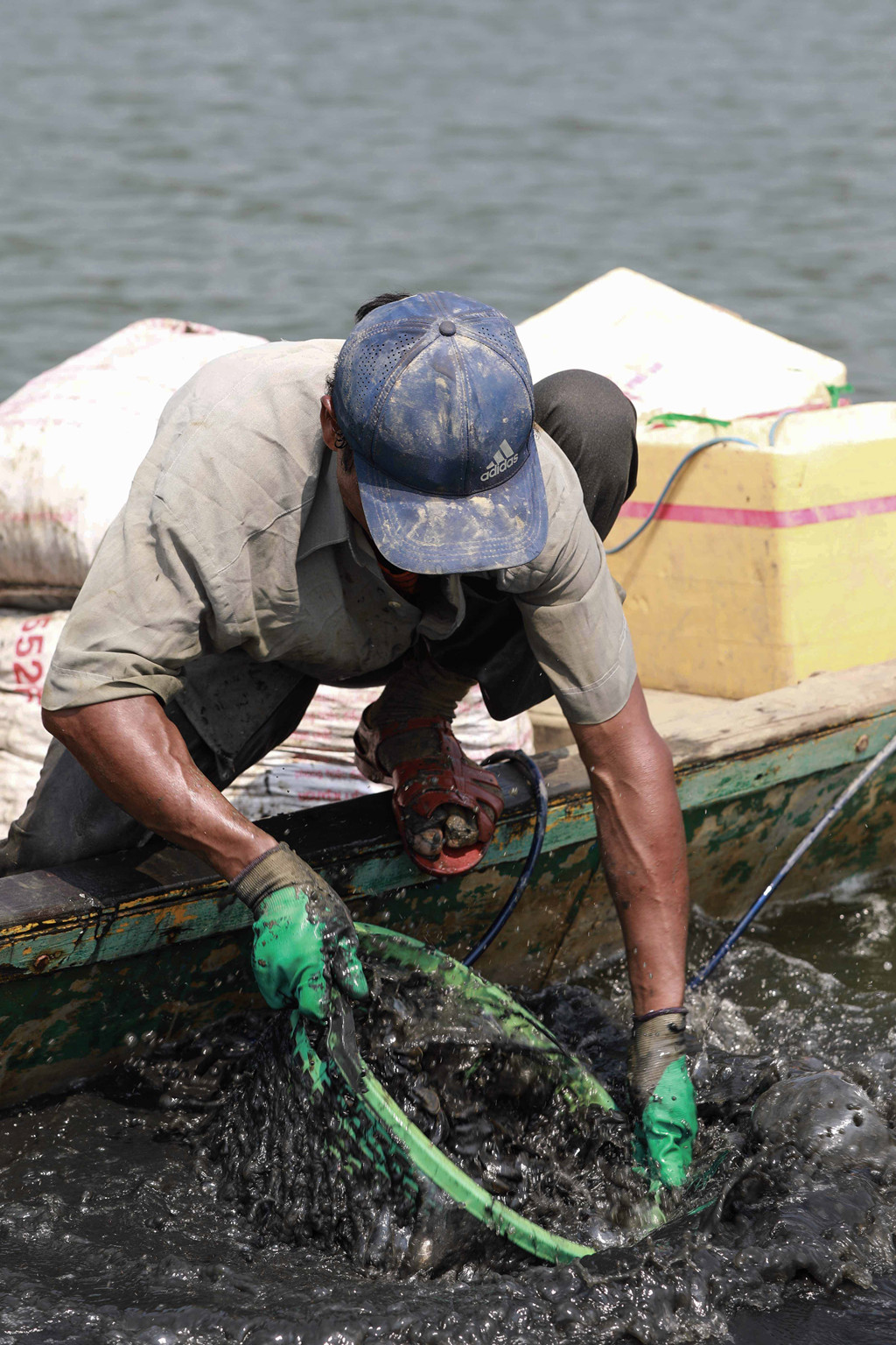 Vẹm sống trong bùn nước lợ nên khi cho vào bao người ta phải đánh sạch bùn ngay tại chỗ. Vẹm sẽ được được thu mua để làm thức ăn cho các bè nuôi tôm hùm hoặc sản xuất thức ăn gia súc.