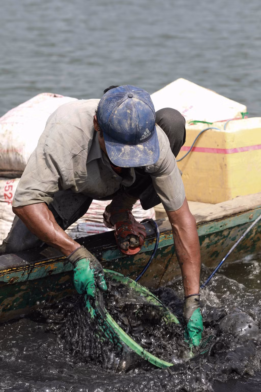 Vẹm sống trong bùn nước lợ nên khi cho vào bao người ta phải đánh sạch bùn ngay tại chỗ. Vẹm sẽ được được thu mua để làm thức ăn cho các bè nuôi tôm hùm hoặc sản xuất thức ăn gia súc.