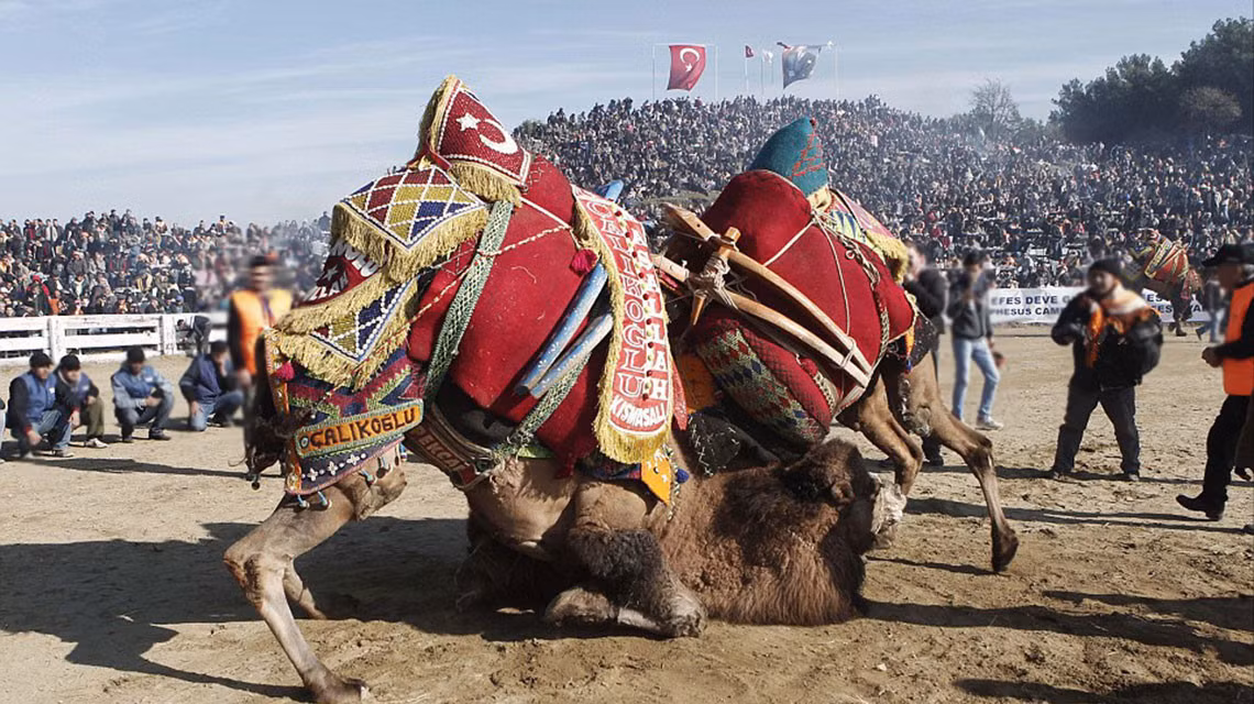 Đấu vật lạc đà ở Thổ Nhĩ Kỳ: Phong tục này bắt nguồn từ các bộ lạc du mục Turkic cổ xưa. Họ sử dụng cuộc đấu như một cách thức cạnh tranh, tăng uy tín cho bộ lạc, lữ đoàn du mục của mình. Lễ hội từ khi ra đời đã được duy trì, phát triển; tới thời điểm này đã có “tuổi đời” hơn 2.400 năm. Phong tục này ngày càng xuất hiện ở nhiều địa điểm khác nhau của Thổ Nhĩ Kỳ, nhưng phổ biến nhất là khu vực Aegean. Ảnh: Pixel.