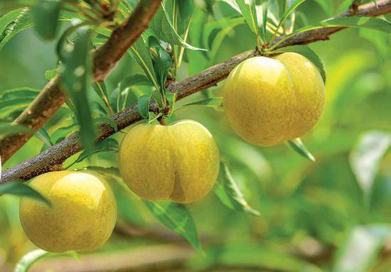 Mận ong đường hay còn gọi là mận mật ong.