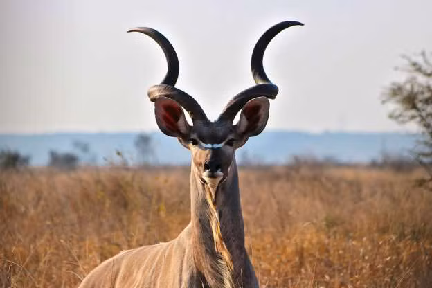 Một chú linh dương kudu ở châu Phi với cặp sừng dài tuyệt đẹp.