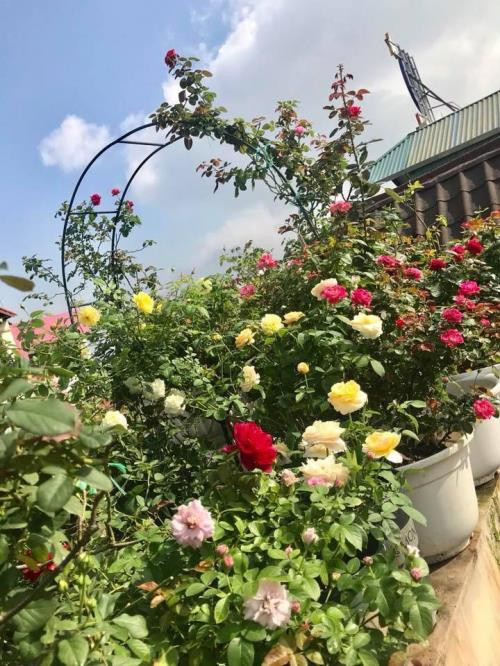 Sau đó, điều quan trọng nữa là đảm bảo hệ thống thoát nước cho chậu cây bằng cách tạo nhiều lỗ thoát nước dưới đáy chậu, kê lót mảnh sành có độ cong lớn úp trên mặt lỗ thoát. Lựa chọn đất có kích cỡ lớn cho xuống phía dưới, hạt đất cỡ nhỏ rải lên trên.