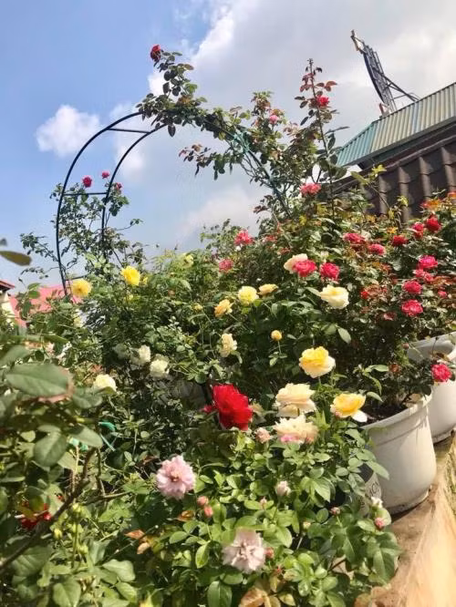 Sau đó, điều quan trọng nữa là đảm bảo hệ thống thoát nước cho chậu cây bằng cách tạo nhiều lỗ thoát nước dưới đáy chậu, kê lót mảnh sành có độ cong lớn úp trên mặt lỗ thoát. Lựa chọn đất có kích cỡ lớn cho xuống phía dưới, hạt đất cỡ nhỏ rải lên trên.