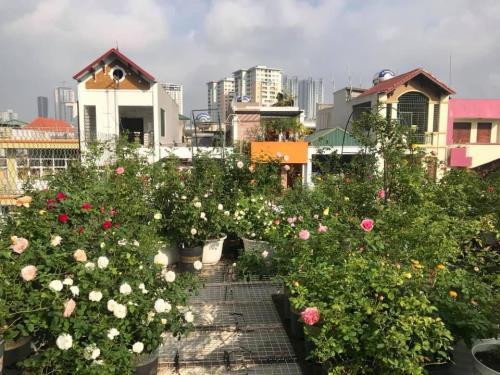 Chị Thanh Vân hiện đang là chủ doanh nghiệp trong lĩnh vực vật tư y tế. Mặc dù công việc bận rộn, quản lý hàng chục nhân viên và phải chăm sóc gia đình, nhưng chị vẫn dành thời gian cho niềm đam mê của mình tự tay trồng và chăm sóc vườn hồng. Với không gian sân thượng rộng khoảng 100 m², chị sắp đặt khéo léo 350 chậu hồng với đủ các loại hồng. Những cây hồng được chị Vân chăm sóc cây nào cũng mỡ màng, tươi tốt ra hoa quanh năm. Chị Vân thích nhất mấy loại hồng như Paul john paul, Keira, Rosalind, Masora, Abraham darby, Blue perfume, Sister elizabeth, Mini eden, Best impression...