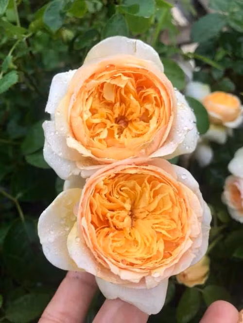 Chị Thanh Vân luôn cảm thấy yêu đời, hạnh phúc khi được làm những việc mà mình yêu thích, được chăm sóc, ngắm nhìn những loài hoa mà mình yêu mỗi ngày. Càng hạnh phúc hơn khi niềm đam mê của chị được chia sẻ, đồng cảm. Gia đình là chỗ dựa tinh thần cho chị. Bởi thế, có những ngày rảnh rỗi, cả nhà lại cùng nhau lên vườn sân thượng chăm sóc hoa, trò chuyện vui vẻ để gắn bó, yêu thương nhau nhiều hơn.