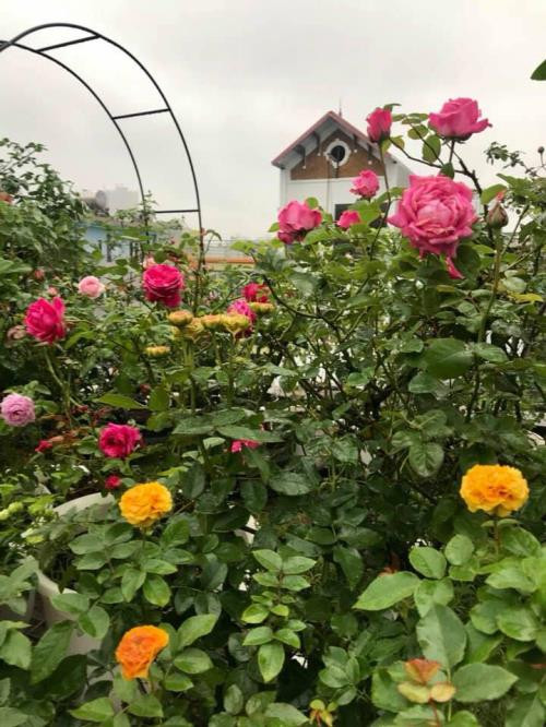 Đến thăm khu vườn hồng của chị Nghiêm Thanh Vân, khu Văn Quán, Hà Đông, Hà Nội chắc chắn bạn sẽ không thể không yêu vườn hồng với đủ loại hoa lung linh khoe muôn sắc màu từ hồng son, hồng nhung, phớt hồng, trắng đến xanh, đen.