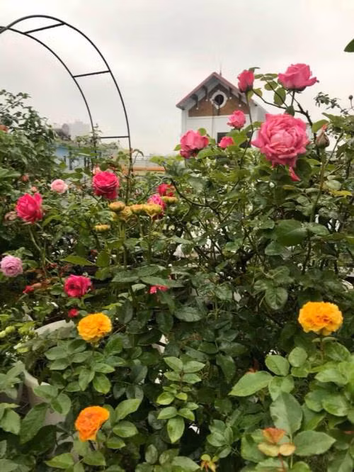 Đến thăm khu vườn hồng của chị Nghiêm Thanh Vân, khu Văn Quán, Hà Đông, Hà Nội chắc chắn bạn sẽ không thể không yêu vườn hồng với đủ loại hoa lung linh khoe muôn sắc màu từ hồng son, hồng nhung, phớt hồng, trắng đến xanh, đen.