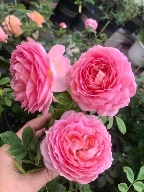 Trước đây do chưa biết trộn giá thể, vì mua giá thể trộn sẵn nên cây chậm lớn hoặc yếu và chết. Hoa hồng ngoại do không hợp thời tiết nên cần chú trọng trị sâu bệnh. Muốn hoa nở to, dáng đẹp thì phải đảm bảo cho cây được khỏe và mập. Chị Thanh Vân cho biết thêm, lý do chị trồng hoa hồng ngoại nhiều hơn hồng nội vì hồng ngoại khoe đủ sắc màu, hương thơm, dáng cây cũng đa dạng hơn hồng nội. Hồng nội tuy ít sâu bệnh nhưng lại nhanh tàn và rực rỡ vào mùa Xuân.