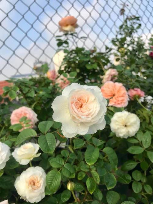 Mặc dù công việc bận rộn hàng ngày nhưng nhiều chị em đã tận dụng khoảng không gian ban công, hay sân thượng trong gia đình để trồng hoa, biến nó thành vườn hoa cho riêng mình. Do vậy, mà giữa lòng thủ đô đâu đó có những vườn hoa hồng luôn khoe sắc rực rỡ.