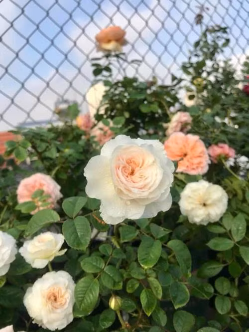 Mặc dù công việc bận rộn hàng ngày nhưng nhiều chị em đã tận dụng khoảng không gian ban công, hay sân thượng trong gia đình để trồng hoa, biến nó thành vườn hoa cho riêng mình. Do vậy, mà giữa lòng thủ đô đâu đó có những vườn hoa hồng luôn khoe sắc rực rỡ.