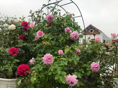 Vốn là dân kỹ thuật khô khan, không giỏi trồng hoa nhưng xuất phát từ mơ ước được sống trong ngôi nhà hoa hồng, muốn được ngắm nhìn những bông hồng chúm chím khoe sắc dưới ánh nắng ban mai vào mỗi buổi sáng thức dậy và thấy bạn bè trồng hồng, chị đã không ngần ngại hỏi han, tìm hiểu và đi đến quyết định trồng hoa. Sau gần 4 năm đầu tư tiền của, công sức, đến nay chị đã biến ước mơ thành hiện thực với một vườn hoa hồng xinh xắn, đáng yêu ngay trên sân thượng nhà mình để thỏa niềm đam mê.