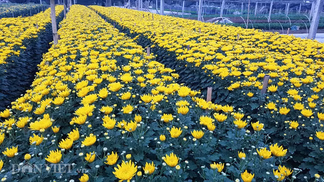 Do thời tiết năm nay nóng ẩm kéo dài, cúc cũng nở sớm hơn so với năm ngoái.