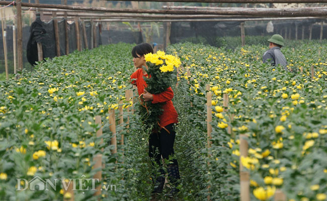 "Cây hoa được ươm trồng từ tháng 8, đến hiện tại đã có thể thu hoạch những bông hoa nở sớm mang ra chợ bán. Còn lại những nụ to để đến rằm tháng Chạp, cây nụ bé hơn để dành phục vụ Tết Nguyên đán", một người dân trồng hoa cho biết.
