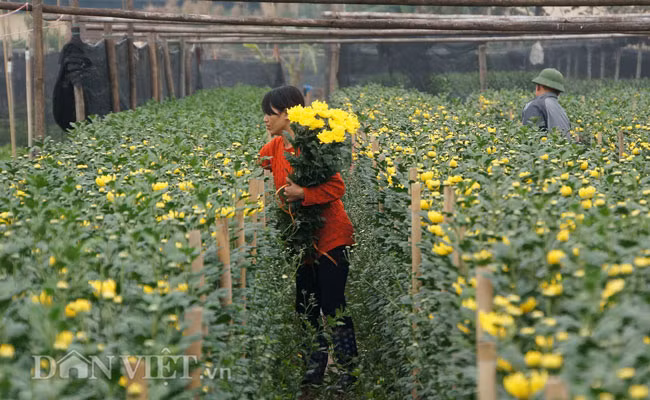 "Cây hoa được ươm trồng từ tháng 8, đến hiện tại đã có thể thu hoạch những bông hoa nở sớm mang ra chợ bán. Còn lại những nụ to để đến rằm tháng Chạp, cây nụ bé hơn để dành phục vụ Tết Nguyên đán", một người dân trồng hoa cho biết.