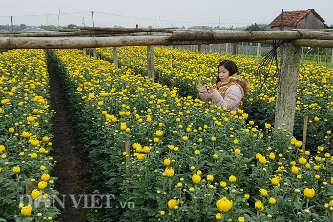 Những luống hoa đều tăm tắp như một bức tranh được phối màu hài hòa giữa không gian bát ngát.