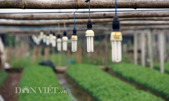 Những bóng đèn được thắp sáng mỗi đêm để sưởi ấm cho hoa cũng như chống chuột cắn, phá hoại.