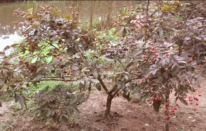 “Lúc đầu tôi chiết nhánh rồi trồng vậy thôi chứ không dám khoe với bà con, vì không biết giống nhãn này có lai hay không. Đến hai ba năm sau khi cây bắt đầu có trái, tôi nhận thấy cây ra bông, lá đều là màu tím thì mới yên tâm giống nhãn này đã thuần rồi không còn lai nữa” - ông Huy chia sẻ.