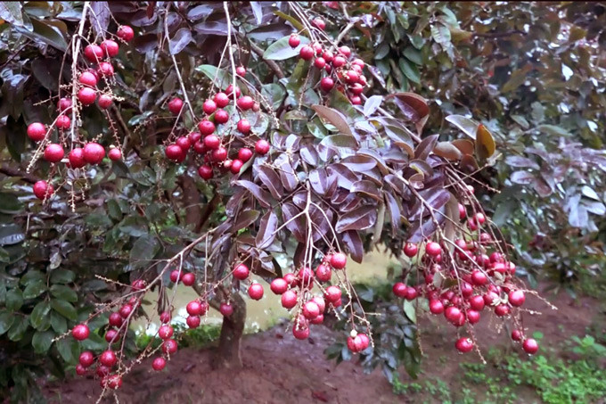 Nếu long nhãn trên thị trường có giá bán 15.000đ/kg thì nhãn tím lên đến 100.000 đồng/kg, còn cây giống thì lên tới 1 triệu đồng/cây, thế nhưng số lượng vẫn không đáp ứng được nhu cầu của người tiêu dùng. Dù sở hữu lộc trời cho hiếm có, thế nhưng lão nông này không giữ cho riêng mình, hiện nay ông đang tích cực nhân giống để cùng chia sẻ với bà con quanh vùng.