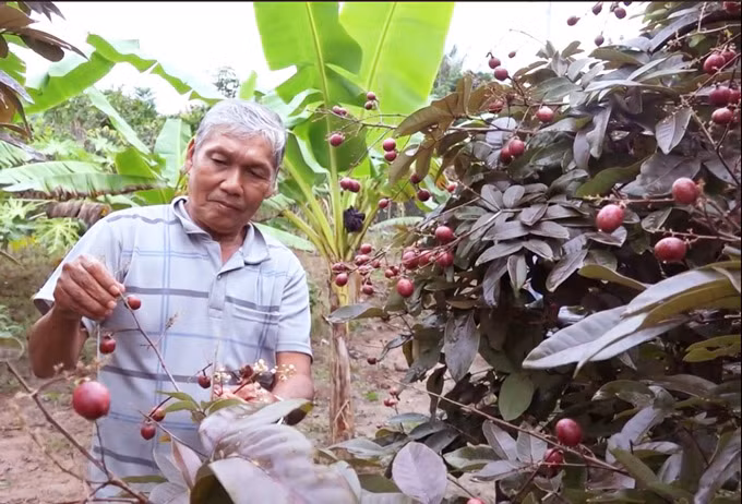 Điều đặc biệt của giống nhãn này là chỉ khi trồng bằng nhánh chiết thì mới cho trái có màu tím, còn khi ghép hoặc trồng bằng hạt thì cây cho trái như bao cây long nhãn khác. Thông thường, nhãn tím chiết nhánh trồng 1 năm sẽ cho trái, khi bông chưa nở sẽ giống như cây long nhãn bình thường, khi nở sẽ có nhụy màu tím. Trái khi nhỏ có màu xanh chỉ có vài chấm tím, khi trái càng lớn dần màu tím lan rộng hết võ. Không chỉ sở hữu màu sắc bắt mắt, nhãn tím thường có trái to hơn, cơm dày và có mùi thơm hơn nhãn thường.