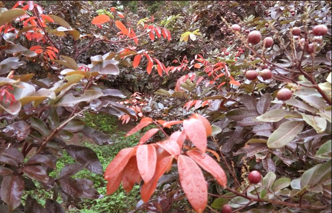 Dù sở hữu nhiều điều khác lạ nhưng giống nhãn này rất dễ trồng, nhẹ công chăm sóc và lại rất ít bị sâu bệnh. Điều kỳ lạ là có thể kháng được cả bệnh chổi rồng - một loại bệnh từng làm nhiều nhà vườn trồng nhãn điêu đứng. Ông Huy cho biết: “Sâu bệnh thì nhãn này nó không có, còn chăm sóc thì rất nhẹ. Giống nhãn da bò hay các loại nhãn khác còn bị bệnh chổi rồng, còn nhãn tím thì đặt biệt không có. Nhãn tím mỗi năm ra trái 2 lần, trong đó, mùa thuận thì ra trái tự nhiên, mùa nghịch là gần Tết âm lịch”.