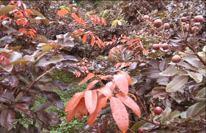 Dù sở hữu nhiều điều khác lạ nhưng giống nhãn này rất dễ trồng, nhẹ công chăm sóc và lại rất ít bị sâu bệnh. Điều kỳ lạ là có thể kháng được cả bệnh chổi rồng - một loại bệnh từng làm nhiều nhà vườn trồng nhãn điêu đứng. Ông Huy cho biết: “Sâu bệnh thì nhãn này nó không có, còn chăm sóc thì rất nhẹ. Giống nhãn da bò hay các loại nhãn khác còn bị bệnh chổi rồng, còn nhãn tím thì đặt biệt không có. Nhãn tím mỗi năm ra trái 2 lần, trong đó, mùa thuận thì ra trái tự nhiên, mùa nghịch là gần Tết âm lịch”.