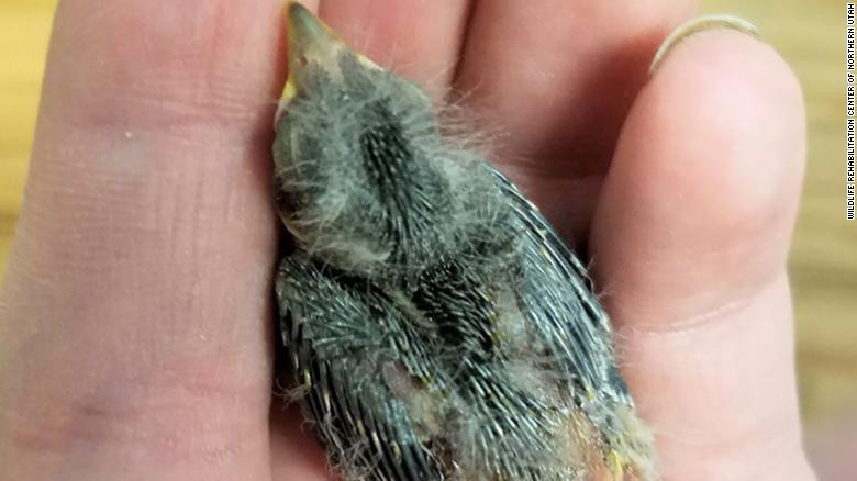 Chu chim bi tai nan duoc nguoi dan ong goi Uber dua di cap cuu