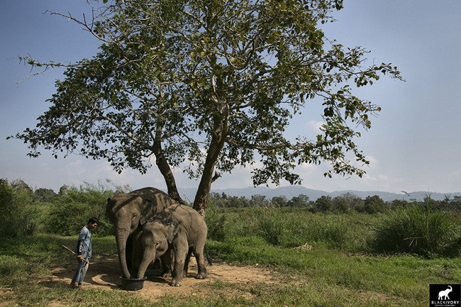 Sau khi ăn, quá trình tiêu hóa bắt đầu và mất 12-72 tiếng tùy theo lượng thức ăn trong dạ dày của voi.