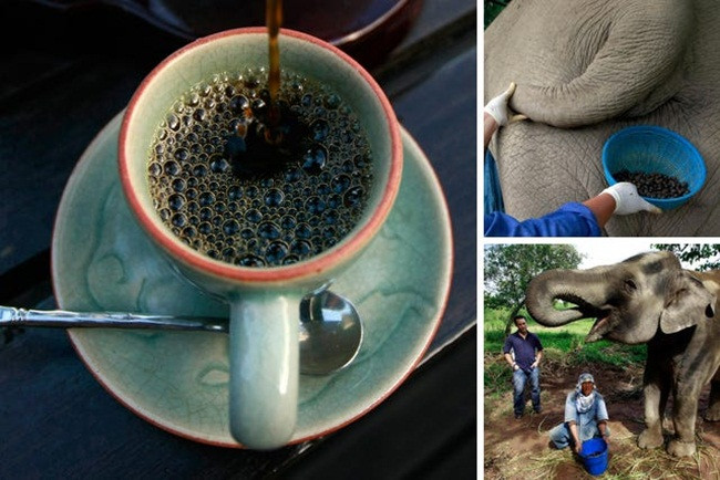 Nếu cho voi ăn 33kg quả cà phê thì thu được 1kg cà phê Black Ivory, bởi có nhiều quả sẽ bị vỡ, nát khi voi ăn vào.