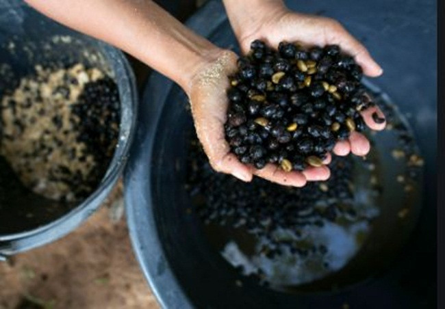 Năm 2019, cà phê phân voi này chỉ có 150kg được sản xuất ra. Sản phẩm chủ yếu được bán cho các khách sạn 5 sao.