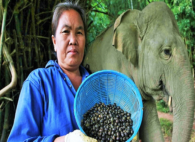 Khi quả đến mức độ khô nhất định sẽ được tách vỏ và phân loại bằng máy, chọn các quả đồng đều. Sau đó, chúng được rang xay và đóng túi để đảm bảo chất lượng.