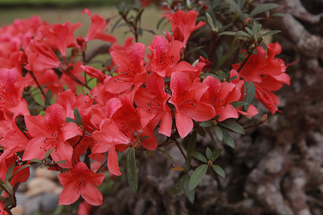 Hoa nở tự nhiên chứ không dùng bất cứ một loại chất kích thích nào. Cây cũng rất dễ sống, chỉ cần phân trâu ủ gốc. Đặc điểm hoa như một loại vị thuốc bắc, hoa tươi, bền hơn của Trung Quốc.