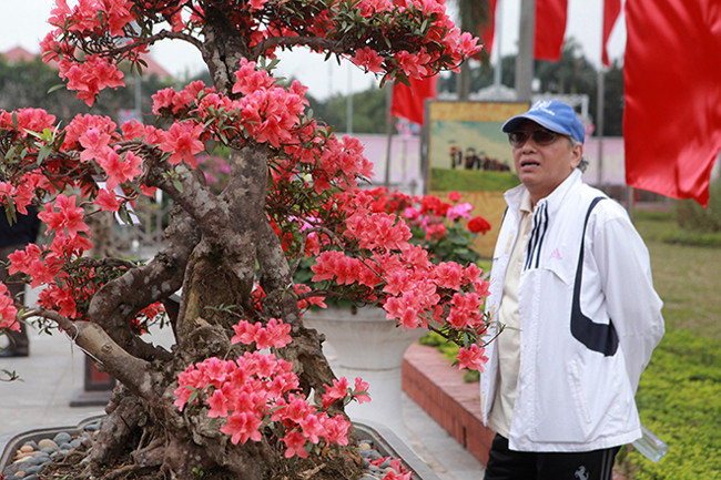 Đỗ quyên cổ thụ này là đỗ quyên có nguồn gốc bên Lào, ở Việt Nam giống cây này gần như đã tuyệt chủng. Để sở hữu được cây đỗ quyên cổ thụ này, anh Thành phải sang tận bên Lào mua lại của những người dân tộc bên đó.
