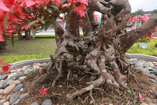 Đây là hoa đỗ quyên suối, chúng thường sống ở những chỗ nước chảy siết. Bộ rễ ôm đá nên nhìn vào bộ rễ rất xù, mốc trắng và rất cứng. Do mọc ở suối, chúng sống nhờ vào độ ẩm của nước nên phát triển rất chậm. Hoa nở đến đâu là lá rụng đến đó và khi lá đã rụng hết thì hoa cũng sẽ đến thời điểm tàn. Thời gian hoa tươi là 60 ngày.