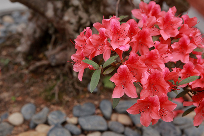 Sau khi mua xong, anh Thành cắt bớt tán và phải chăm sóc từ 6- 12 năm thì cây mới ra hoa đẹp như thế này. "Mua xong mình để bên đó cho hợp khí hậu, thuần hóa để cho cây sống tốt với mọi loại môi trường, sau đó chuyển cây về Việt Nam", anh Thành cho biết.