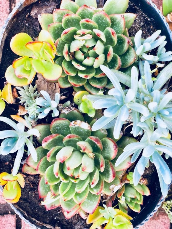 Nữ danh hài cũng trưng bày nhiều tượng Phật được chạm khắc tinh sảo.