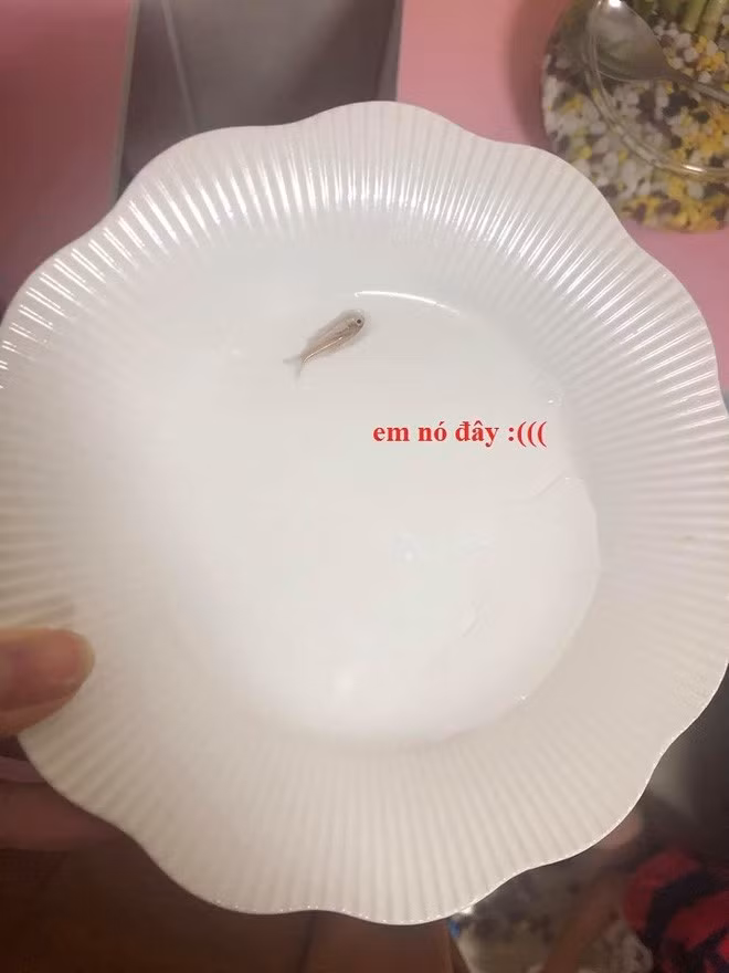 Dat mua ca canh tren mang, 