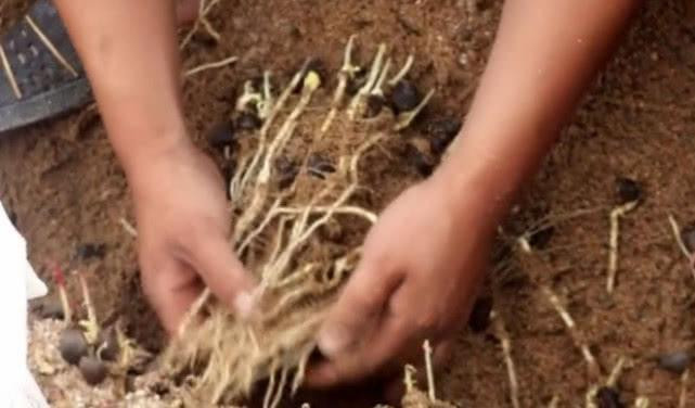 Thu re cay tuong khong an duoc nhung quy nhu nhan sam