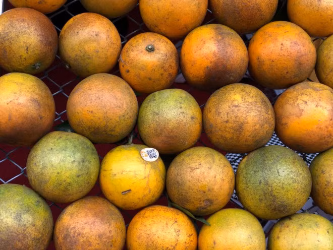 Loan cam Cao Phong gia re mot nua 