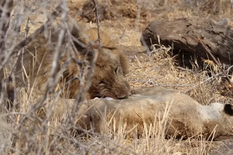 Cuc hiem: Su tu duc doat mang, chen thit luon su tu cai-Hinh-2